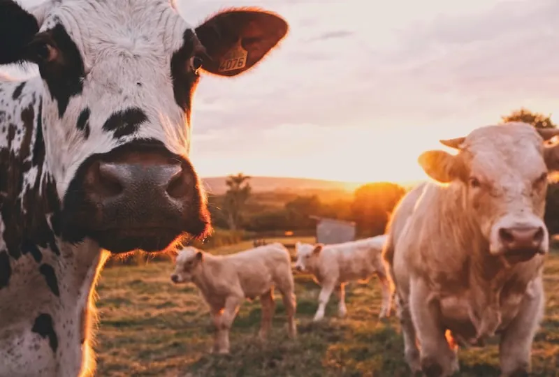 Maisons de champagne et entreprises agroalimentaires